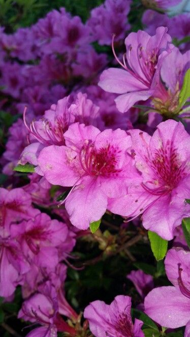 Azela Flowers, Blue Azalea, Azelea Aesthetic Flower, Azalea Name, Asticou Azalea Garden, Native Azalea, Entrance Gates, Mom Tattoos, Back Garden