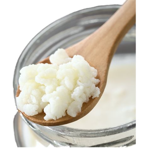 HappyHerbalist real live milk kefir grains. Our grains will grow and multiple producing great tasting healthy kefir daily. Kefir Benefits, Milk Kefir Grains, Fermented Dairy, Healthy Clean Eating Recipes, Meal Train, Kefir Recipes, Fermented Milk, Fermented Pickles, Off Grid Survival