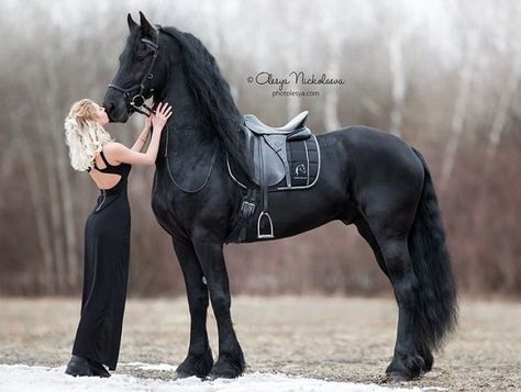 Top 12 Most Beautiful Horse Breeds In The World - Horsey Hooves Beautiful Horse Breeds, Big Horse Breeds, Rare Horse Breeds, Largest Horse Breed, Akhal Teke Horses, Rare Horses, Beautiful Horses Photography, Hello Love, Beautiful Horse Pictures