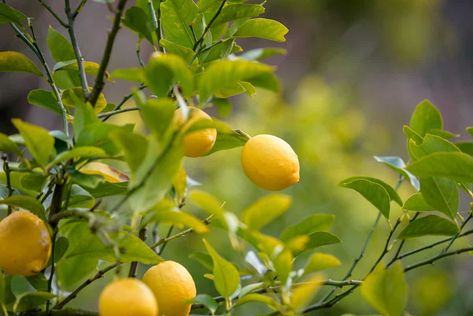 Pink Lemon Tree, Lemon Salad Dressings, Grow Lemon, Dessert Lemon, Lemon Plant, Kitchen Gardening, How To Grow Lemon, Citrus Plant, Tree Support