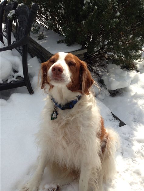 oh,,,this reminds me so much of our doggie Moonie... :( Miss her and her sweet spirit.. Britney Spaniel Dog, Britney Spaniel, Brittney Spaniel, American Brittany, Brittany Spaniel Dogs, Puppy Diy, German Shorthaired Pointer Dog, Brittany Spaniel, Miss Her