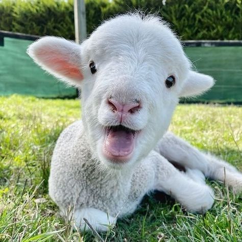 Edgar’s Mission on Instagram: “On behalf of animals everywhere, we would like to thank you for taking part in Be Kind to Animals Week. 🙏 ​ It was our biggest year yet,…” Sunny Flowers, Cute Lamb, Kingdom Animalia, Cute Goats, Baby Lamb, Stop Animal Cruelty, Sheep Farm, Sheep And Lamb, Cute Sheep