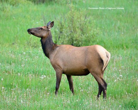 https://flic.kr/p/uzg76e | Cow Elk | I photographed the young cow elk near Kitty Creek.  I saw something in Selways Meadow that I had never seen before, a short eared owl. I have hanging around this wonderful place almost 40 years now and this is the first one I have seen there. I had just crossed a ditch on my 4-wheeler and looked left and here was a short eared owl flying along side of me. No pictures of course but hopefully in the future. Elk Reference, Dandelion Garden, Cow Elk, Horned Animals, Irish Elk, Grouse Hunting, Elk Pictures, Owl Flying, Elk Photo