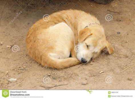 curled up dog - Pesquisa Google Sleep Curls, Pomsky Dog, Dog Sleeping, Rural Village, Up Dog, Sleeping Dogs, On The Ground, Golden Color, Polar Bear