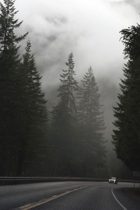 Overcast Aesthetic, Vintage Nature Photography, Dark Naturalism, Dark Forest Aesthetic, Foggy Weather, Foggy Day, Camping Photography, Foggy Forest, Dark Paradise