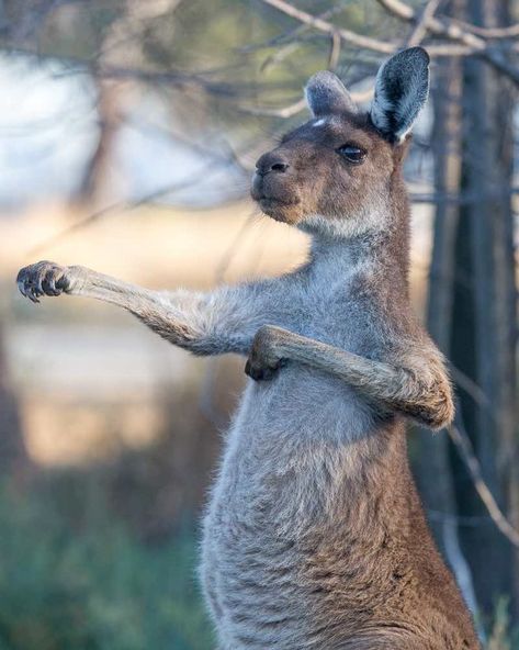 Hunter Valley, Best places to see wild kangaroos close to Sydney Kangaroos close to Sydney Jenolan Caves, Australia Capital, Visit Sydney, Joshua Tree National Park, Australian Animals, Animal Facts, Best Hikes, Australia Travel, My World