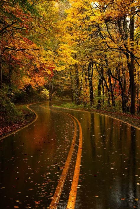 Yellow Leaf Road, Great Smoky Mountain National Park, North Carolina (by Tilman Paulin) Free Playlist, Fleet Foxes, Autumn Rain, Great Smoky Mountains National Park, Smoky Mountain National Park, Yeah Yeah, I Love Fall, Autumn Beauty, Yellow Leaves