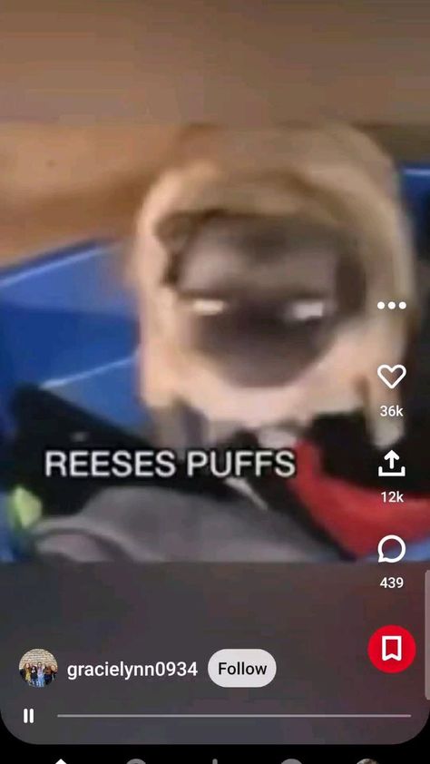 get it I guess in 2022 | Reese's puffs, Funny gif, Stupid funny Reese's Puffs, Dog Jokes, Funny Meems, Cheer Me Up, Asmr Video, Cute Funny Dogs, Funny Dog Videos, Animal Jokes, Hysterically Funny