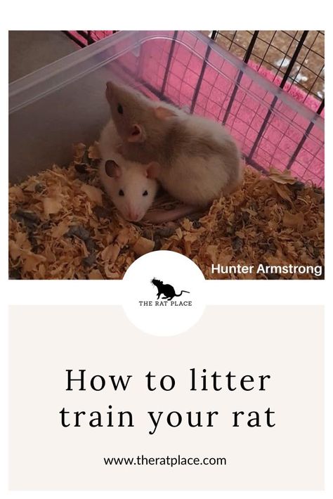 Pet Rat Tips, Rat Facts, Pet Rat Cages, Get Rid Of Rats, Rat Care, Getting Rid Of Rats, Cat Playpen, Dumbo Rat, Getting Rid Of Mice