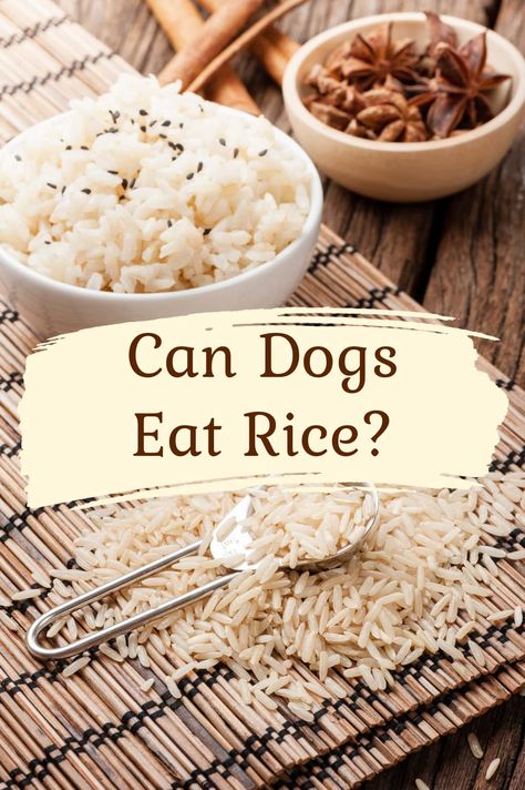 Can Dogs Eat Rice? Dog Upset Stomach, Kung Pao Chicken Recipe, Seared Chicken Breast, Cheesy Chicken Broccoli, Broiled Chicken, Easy Chicken Breast, Poached Chicken, Chicken Breast Recipes Healthy, Dog Diet