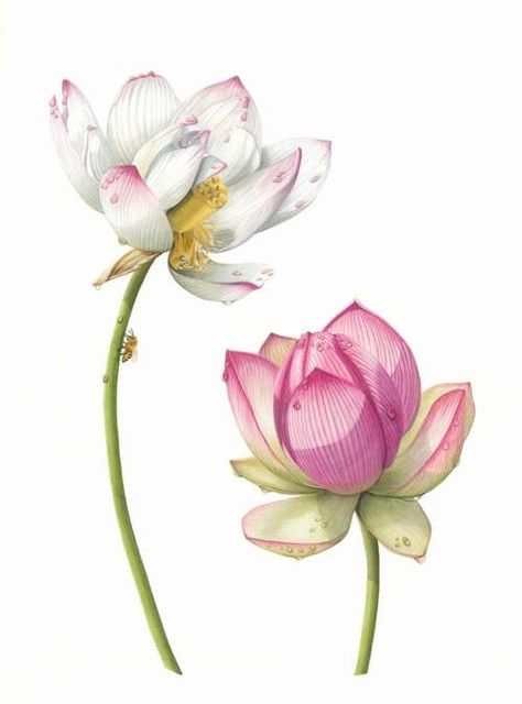 Flower Drawing Ideas, Lotus Drawing, Apis Mellifera, Simple Flower Drawing, Watercolor Lotus, Lotus Flower Pictures, Easy Flower Drawings, Delphinium Flowers, Buttercup Flower