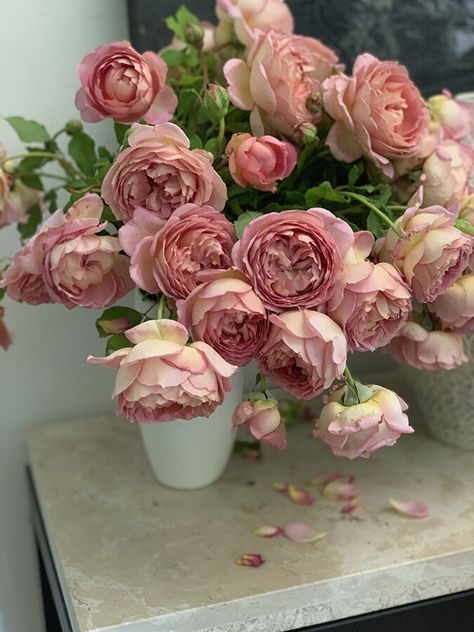 Jubilee Celebration Rose, Garden Island Ideas, Cabbage Rose Bouquet, Rose Color Meanings, Garden Rose Bouquet, Garden Island, Coral Roses, Rose Varieties, Spring Roses