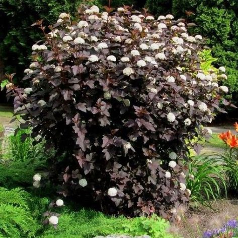 How to Grow & Care for Diablo Ninebark (Physocarpus Opulifolius Diablo) Physocarpus Opulifolius Diabolo, Ninebark Shrub, Colorado Flowers, Physocarpus Opulifolius, Best Plants For Shade, Shade Garden Plants, Easy Plants To Grow, Deer Resistant Plants, Landscaping Flowers