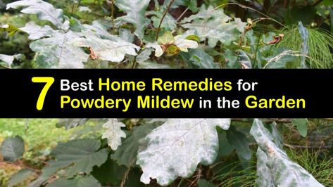 Powdery Mildew in the Garden - Remedies for White Spots on Plants White Powdery Mildew On Plants, White Fungus On Plants, Plant Bud, Sensitive Plant, Garden Remedies, Crabapple Tree, Powdery Mildew, Home Vegetable Garden, Edible Plants