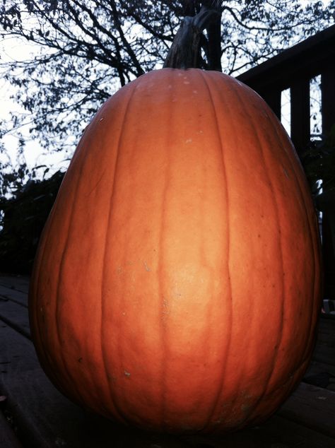 big pumpkin🎃 Big Pumpkin, Biggest Pumpkin, Photography, Quick Saves