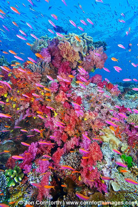 Namena Soft Corals 1 Fish In The Ocean, Creature Marine, شرم الشيخ, Fauna Marina, Ocean Floor, Beautiful Sea Creatures, On The Ocean, Underwater Life, Soft Corals