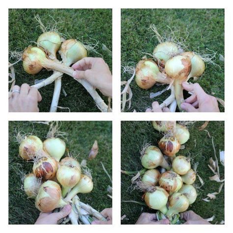 how to braid onions Store Onions, Growing Onions, How To Braid, Homestead Farm, Mosquito Repelling Plants, Handy Dandy, Green Eggs, Canning Recipes, Medicinal Plants