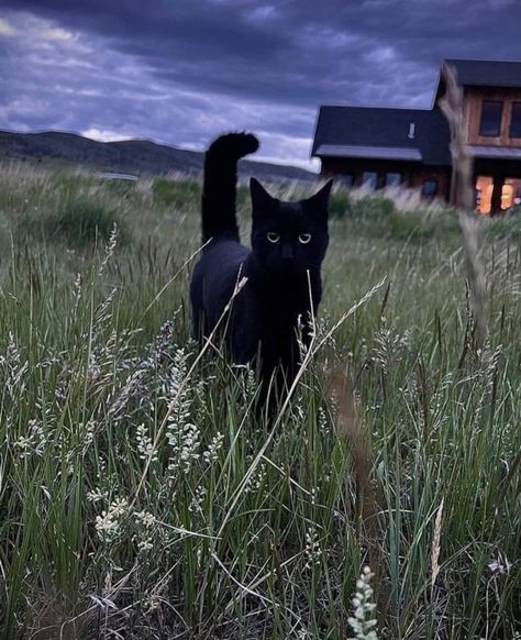 Black Cat Elegant, Cottagecore Black Cat, Black Cat Owner Aesthetic, Black Cat At Night, Black Cat In Nature, Black Cat Girlfriend Aesthetic, Black Cat In Forest, Black Cat Outside, Black Cats Aesthetic