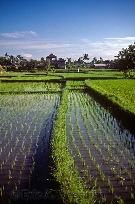 Rice Paddy Malaysia Building, Rice Paddy Fields, Rice Farm, Rice Farming, Agriculture Photography, Cool Lock Screen Wallpaper, Vietnam Tattoo, Rice Paddy, Beautiful Landscape Paintings