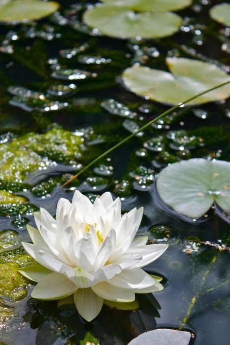 the flower… #zicxa #image #background #wallpaper Lotus Flower Aesthetic, Victoria Amazonica, Lotus Wallpaper, On Golden Pond, Unwanted Hair Growth, Pond Life, Moon Garden, Nothing But Flowers, Garden Store