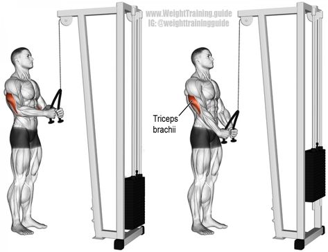 Tricep Pushdown, Cable Workout, Bodybuilding Diet, Workout For Flat Stomach, Biceps And Triceps, Abs Workout For Women, Workout Chart, Chest Workouts, Triceps Workout