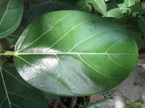 Banyan Leaf, Banyan Tree, Cooking Oil, Drying Herbs, Plant Leaves, Herbs, Plants