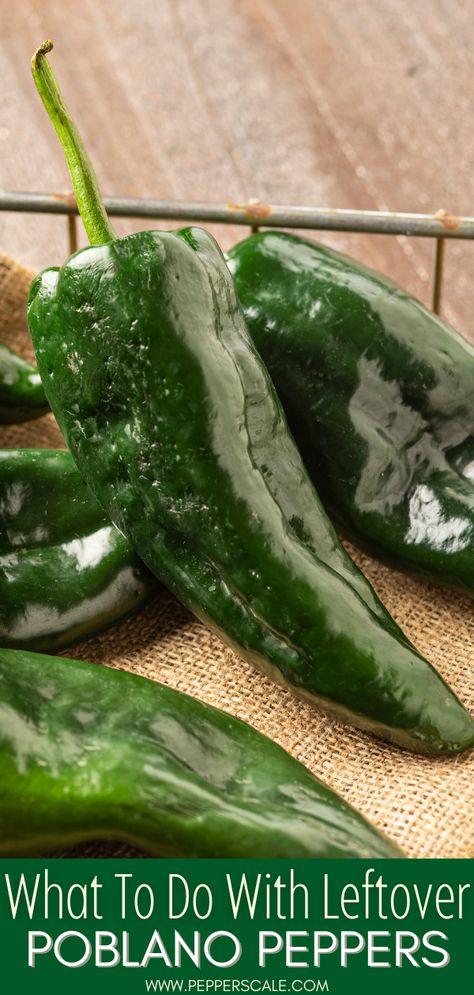 If you end up with extra poblanos, there are many fun ways to use them up. They are perfect stuffing peppers for those looking for something a little bolder than a bell pepper. Need more ideas? Head over to the blog. #poblanopeppers #peppers #extrapoblanopeppers Spicy Desserts, Poblano Cream Sauce, Roasted Poblano Peppers, Stuffed Anaheim Peppers, Mole Sauce, Cream Sauce Recipes, Green Enchilada Sauce, Spicy Snacks, Corn Chowder