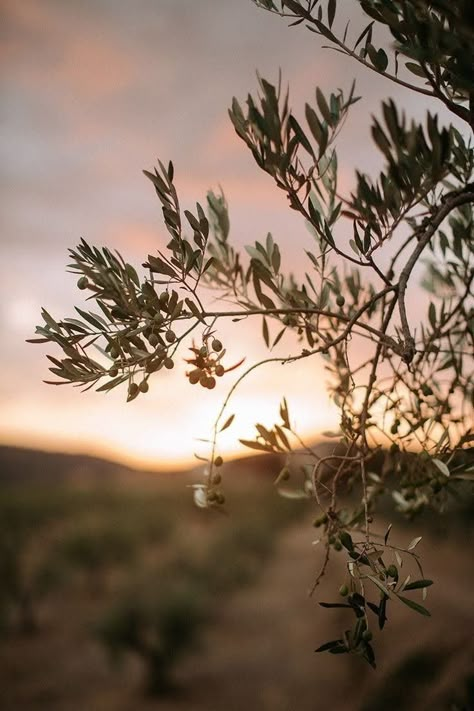 Tuscany Wedding Venue, Wedding In Italy, Olive Trees, Tree Wallpaper, Best Wedding Venues, Caravaggio, Tuscany Italy, Olive Branch, Olive Tree