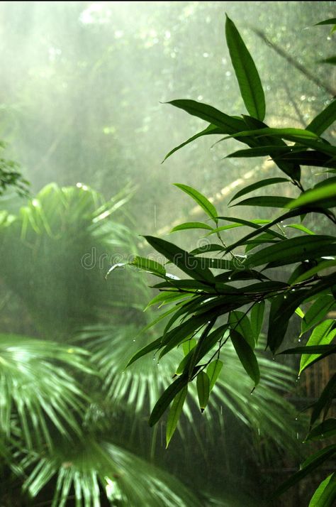 Rainforest Plants, Forest Mural, Forest Plants, Rain Forest, Living Things, Amazon Rainforest, Tropical Forest, In The Jungle, Tropical Rainforest