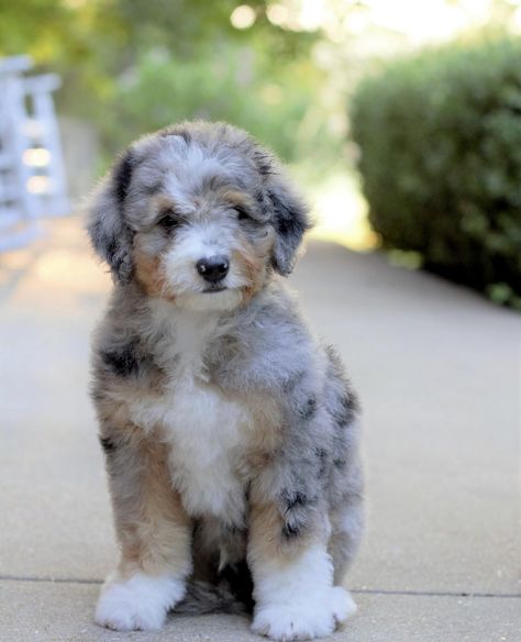 Australian Doodle Puppy, Australian Mountain Doodle, Aussiedoodle Haircut, Farm Doodles, Australian Doodle, Aussie Doodle Puppy, Mountain Doodle, Mutt Puppies, Mountain Doodles