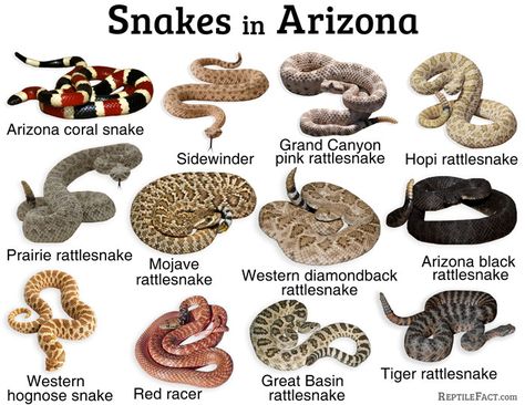 Snake Identification, Types Of Snakes, Mojave Rattlesnake, Western Hognose Snake, Vine Snake, Danger Noodles, Milk Snake, Pig Breeds, Hognose Snake