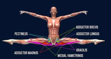 Which Split is Easier and Faster to get? Front Split or Side Split? – EasyFlexibility Hip Muscles Anatomy, Cheerleading Flexibility, Dance Anatomy, Inside Human Body, Muscle Diagram, Yoga Muscles, Splits Stretches, Tiny Person, Middle Splits