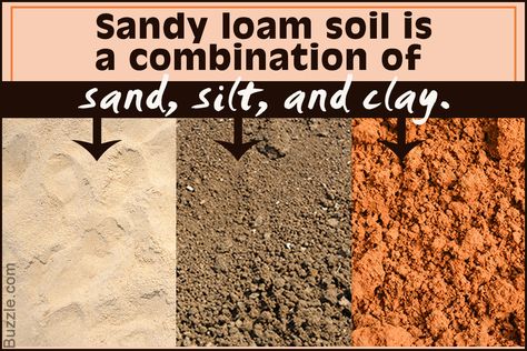 Sandy Loam Soil Characteristics Every Gardening Lover Must Know Sandy Loam Soil, Loam Soil, Nutrition In Plants, Soil Type, Spice Garden, Soil Texture, Easy Gardening, Texas Gardening, Natural Pond