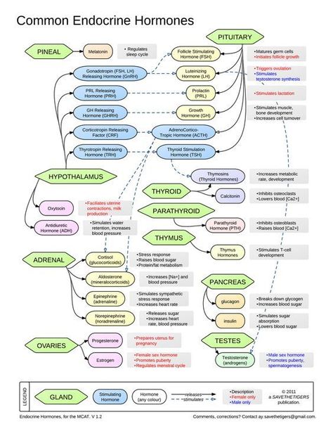 Common Endocrine Hormones #medicalschool #resources #medicalstudent - Image Credits: Christy Broussard Endocrine Hormones, Nursing School Studying, Nursing School Notes, Human Anatomy And Physiology, Nursing Tips, Nursing Study, Endocrine System, Nursing Education, Nursing Notes