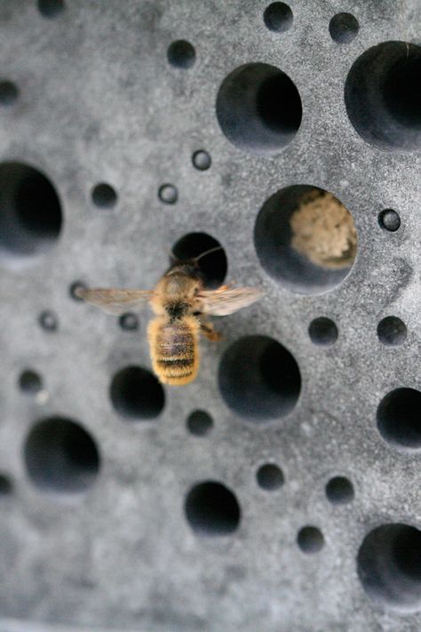 Designed the way nature intended, from bee hotels to bird houses and the award winning bee brick (as pictured) | We believe passionately that every new house built needs to provide a home for wildlife as well as for us #responsiblegardening #protectnature #ecofriendly Bee Brick, Bee Hotels, Bee Houses, Bee Activities, Solitary Bees, Bee Colony, Architectural Pieces, The Hive, Sustainable Products