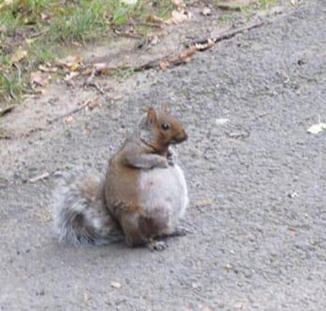 Saw a pregnant squirrel for the first time today. I’m not sure what I expected but this exceeds all of it. Fat Squirrel, Fat Animals, Pregnant Cat, Squirrel Pictures, Squirrel Funny, Cute Small Animals, Silly Animals, Funny Animal Pictures, Animal Planet