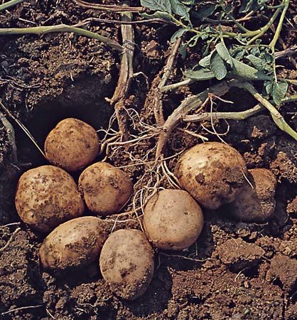 Potatoes - plant March 20 When To Plant Potatoes, Potato Gardening, Tattoo Plant, Vegetable Pictures, Planting Potatoes, Plant House, Fall Garden Vegetables, Growing Potatoes, Home Vegetable Garden