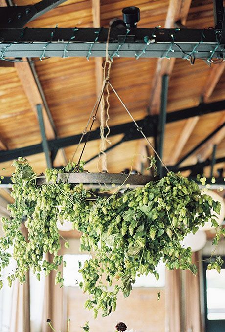 A trailing chandelier of hops suits this rustic wedding space | Brides.com Flower Chandelier Wedding, Fresh Wedding Decor, Hops Wedding, Chandelier Wedding Decor, Beer Wedding, Lowcountry Wedding, Wedding Chandelier, Flower Chandelier, Floral Chandelier