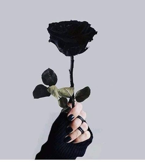 Aesthetic Roses, Trendy Flowers, 背景 シンプル, Emoji Wallpaper, Black Flowers, Black And White Aesthetic, Black Aesthetic Wallpaper, Tumblr Wallpaper, Rose Wallpaper