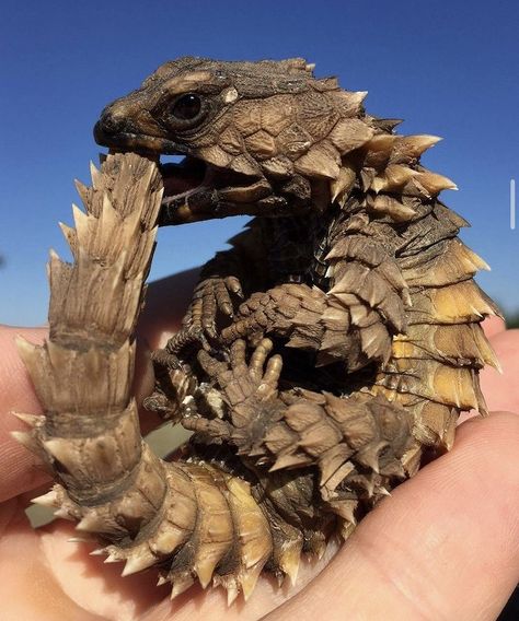 Armadillo Lizard, Desert Lizards, Lizard Dragon, Lizard Species, Cute Lizard, Cute Reptiles, Cute Small Animals, Animal Study, Unusual Animals