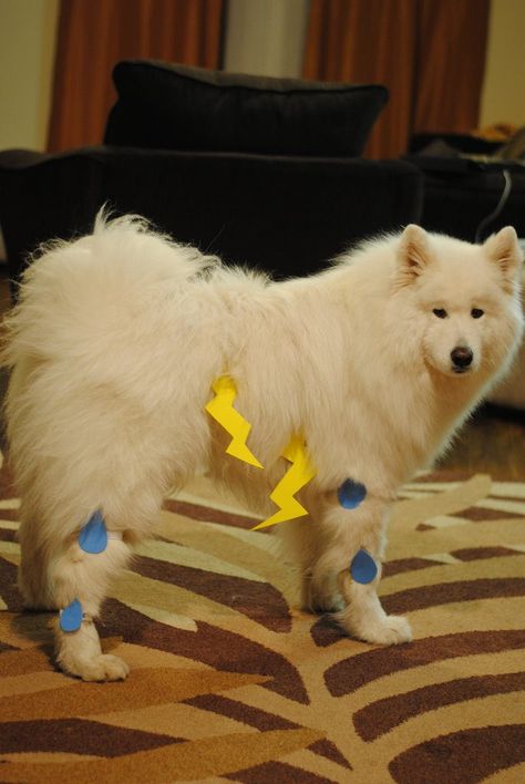 #Dogs https://t.co/9A2JX0ZkbI Samoyed Halloween Costumes, Diy Dog Halloween Costumes, Dog Hives, Dog And People, Best Dog Costumes, Halloween Costumes For Dogs, Halloween Costumes Dog, Costumes For Dogs, Dog Halloween Costume