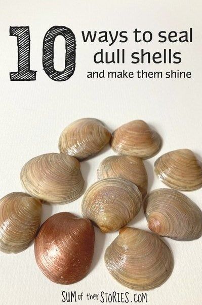 10 ways to seal shells for display around the home — Sum of their Stories Craft Blog How To Make Seashells Shine, How To Preserve Sea Shells, How To Make Shells Shine, How To Clean Sea Shells, Clam Shells Craft, Crafts With Clam Shells, Craft Ideas With Shells, Christmas Crafts With Shells, Diy Shell Wind Chimes