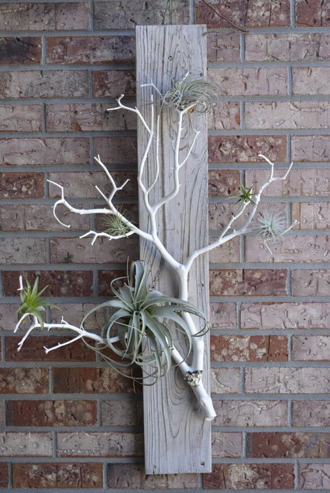 Air Plants Decor Hanging, Air Plant Wall Display Diy, Driftwood Plant Hanger, Air Plant Wall Display, Air Plants Driftwood, Air Plant Art, Driftwood Air Plant Holder, Air Plants On Driftwood, Air Plants Diy