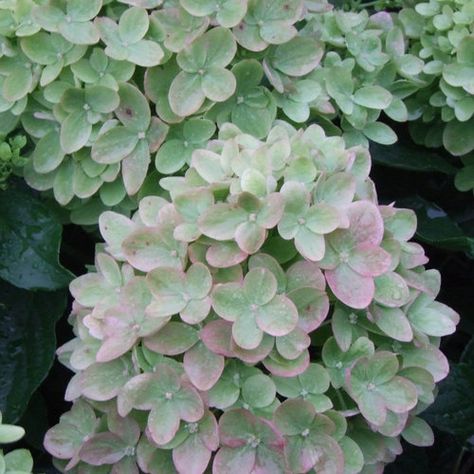 Top 12 Best Selling Shrubs | Proven Winners Little Lime Hydrangea, Hardy Hydrangea, Hydrangea Varieties, Tattoo Plant, Panicle Hydrangea, Hydrangea Garden, Hydrangea Paniculata, Planting Hydrangeas, Garden Shrubs