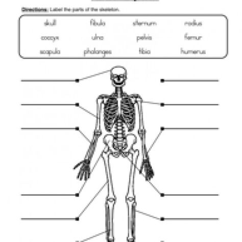 skeletal system worksheet 2 Skeletal System Activities, Body Worksheet, Body Systems Worksheets, Skeletal System Worksheet, Human Body Worksheets, Human Skeletal System, The Skeletal System, Human Body Activities, Human Body Unit