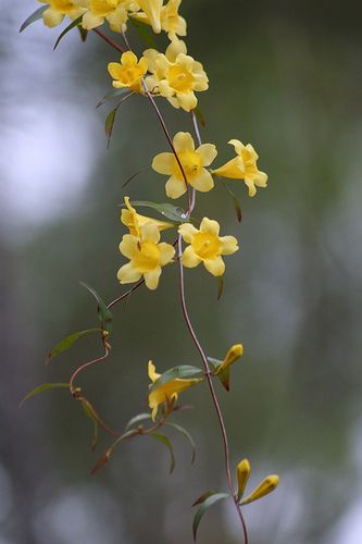 Carolina Jessamine, Yellow Jessamine, Poison Garden, Botanical Sketchbook, Rabbit Tattoos, Lush Lawn, Poisonous Plants, Lawn And Landscape, Southern Wedding