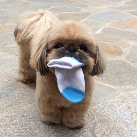 Shihtzu Puppies, Dog Car Travel, Dog 101, Shih Tzu Haircuts, Perro Shih Tzu, Chien Shih Tzu, Shitzu Dogs, Shitzu Puppies, Really Cute Dogs