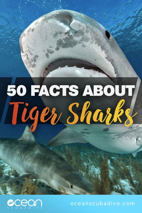 Learn all about this shark, by checking out these 50 facts about tiger sharks. Read on to find out how old tiger sharks can live to, all about their eating habits and just why they are nicknamed “the garbage can of the sea!” Tiger Shark Facts, Shark Board, Greenland Shark, Tiger Facts, Tiger Sharks, Shark Facts, All About Sharks, Shark Pictures, Big Shark