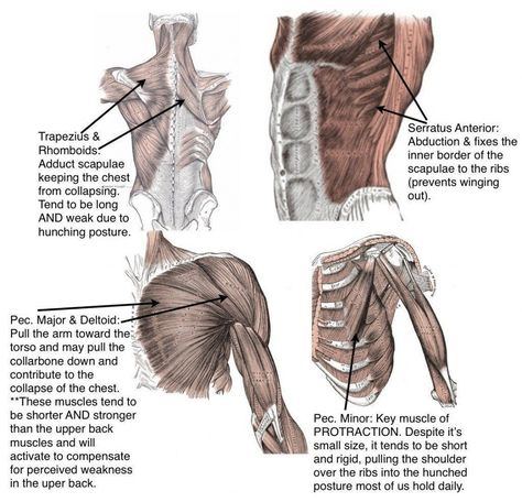 Muscular System Anatomy, Neuromuscular Therapy, Referred Pain, Massage Therapy Techniques, Musculoskeletal System, Muscular System, Muscle Contraction, Medical Anatomy, Body Posture