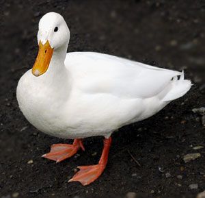 Pekin Ducks, Inspo For Drawing, Memes Text, Pet Ducks, Duck Duck Goose, Backyard Dreams, Quack Quack, Grasshoppers, Study Help